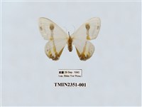 藏品(啞鈴帶鉤蛾)的圖片